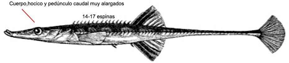 Spinachia spinachia_01.jpg